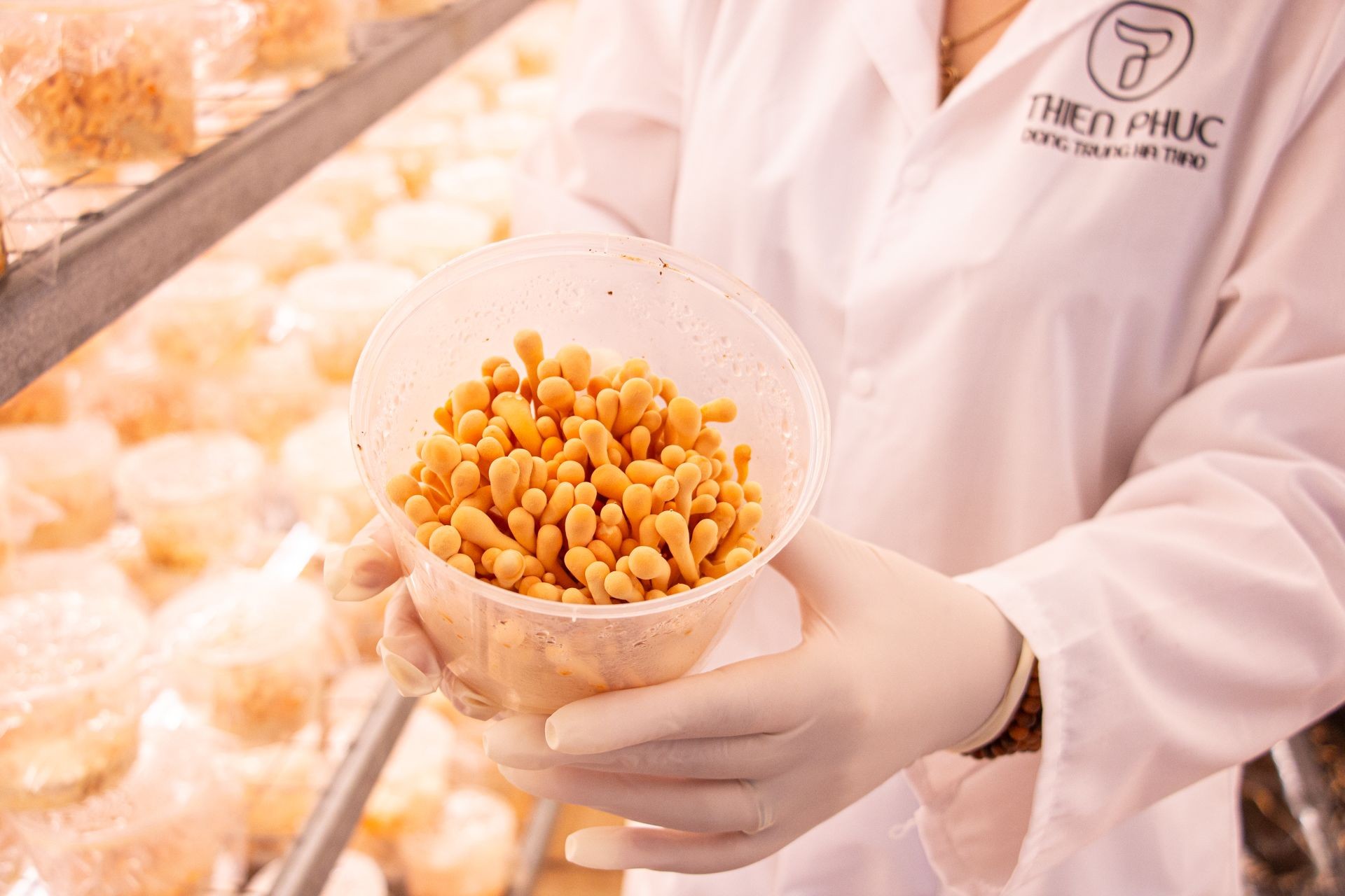 Câu chuyện “nấm vàng” đông trùng hạ thảo của Thiên Phúc Câu chuyện “nấm vàng” đông trùng hạ thảo của Thiên Phúc