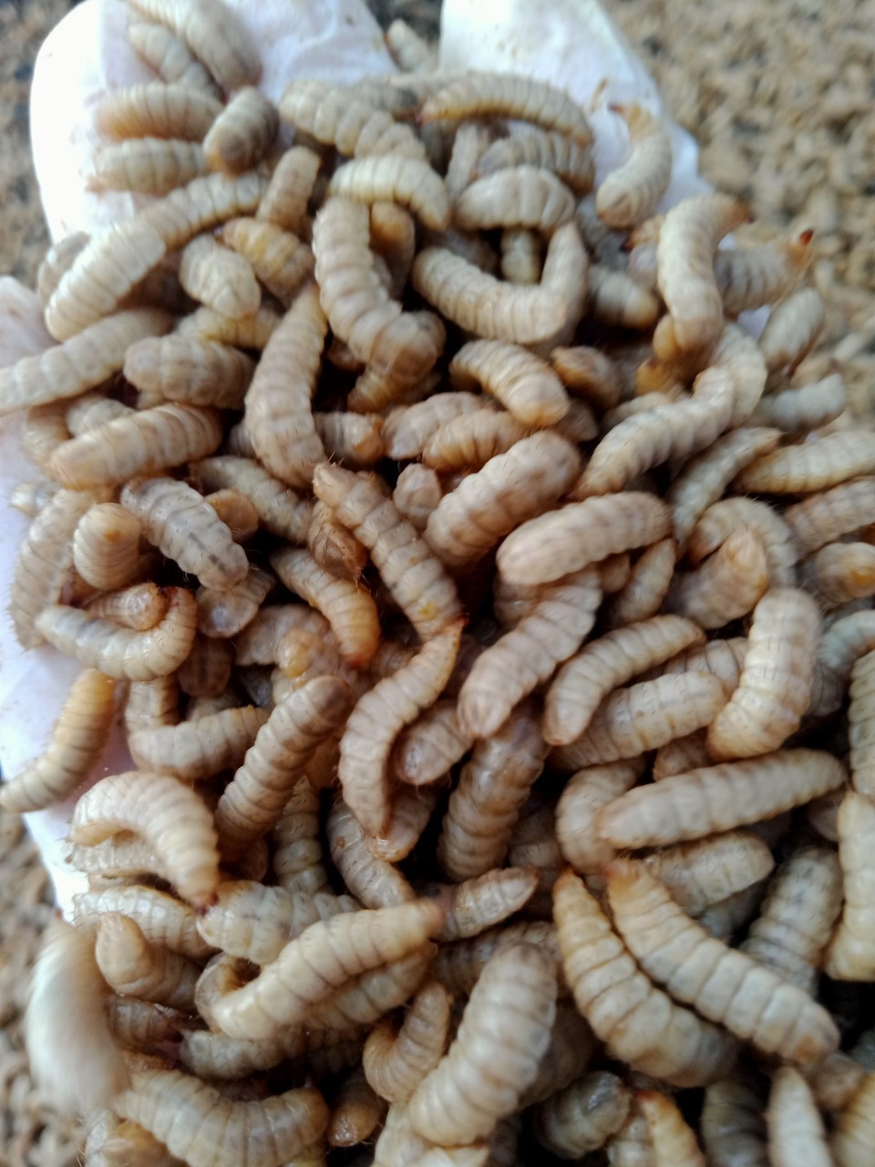 Hải Phòng: Mô hình Lính ruồi đen   Thực phẩm sạch góp phần bảo vệ môi trường