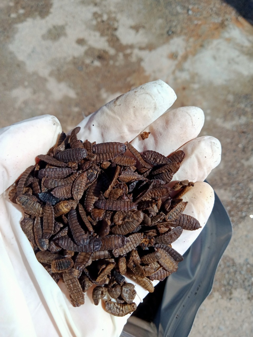 Hải Phòng: Mô hình Lính ruồi đen   Thực phẩm sạch góp phần bảo vệ môi trường