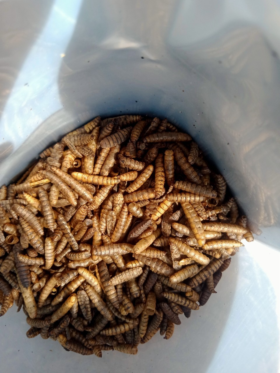 Hải Phòng: Mô hình Lính ruồi đen - Thực phẩm sạch góp phần bảo vệ môi trường