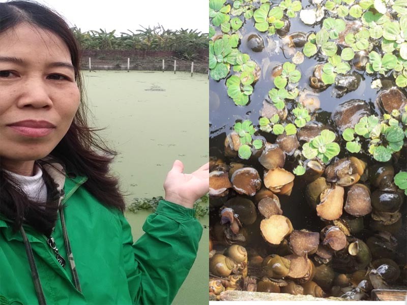 Hải Dương: Trang trại nuôi ốc nhồi hiệu quả kinh tế cao Hải Dương: Trang trại nuôi ốc nhồi hiệu quả kinh tế cao
