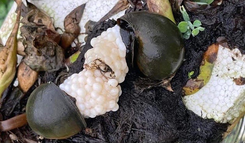 Hải Dương: Trang trại nuôi ốc nhồi hiệu quả kinh tế cao Hải Dương: Trang trại nuôi ốc nhồi hiệu quả kinh tế cao