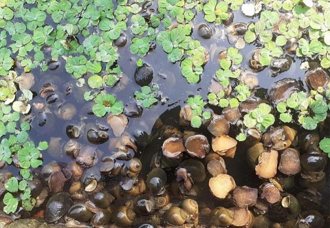 Hải Dương: Trang trại nuôi ốc nhồi hiệu quả kinh tế cao
