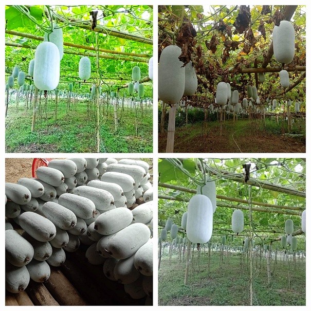 Bắc Kạn: Phát huy lợi thế vùng chú trọng phát triển sản phẩm OCOP theo chiều sâu