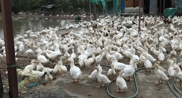 Nuôi vịt thương phẩm - Mô hình chăn nuôi đem lại hiệu quả kinh tế cao