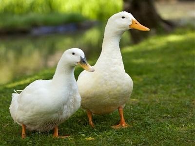 Nuôi vịt thương phẩm - Mô hình chăn nuôi đem lại hiệu quả kinh tế cao