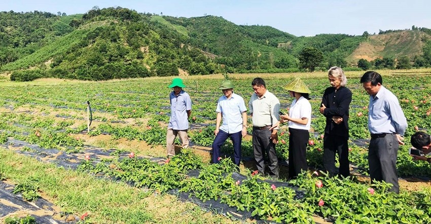 A Lưới phát triển sản xuất nông nghiệp, hướng đến nền sản xuất hàng hóa A Lưới phát triển sản xuất nông nghiệp, hướng đến nền sản xuất hàng hóa