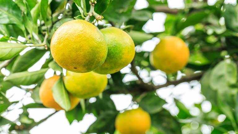 Quảng Ninh: Vân Đồn tổ chức Tuần lễ cam lần thứ nhất năm 2023