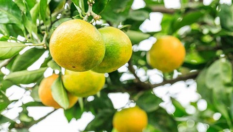 Quảng Ninh: Vân Đồn tổ chức Tuần lễ cam lần thứ nhất năm 2023