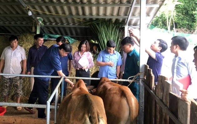 Yên Bái: Mô hình nuôi vỗ béo bò và xử lý chất thải chăn nuôi bằng chế phẩm sinh học Yên Bái: Mô hình nuôi vỗ béo bò và xử lý chất thải chăn nuôi bằng chế phẩm sinh học