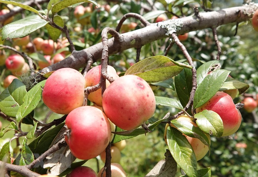 Mù Cang Chải (Yên Bái): Mùa thu hoạch sơn tra ở huyện vùng cao Mù Cang Chải (Yên Bái): Mùa thu hoạch sơn tra ở huyện vùng cao