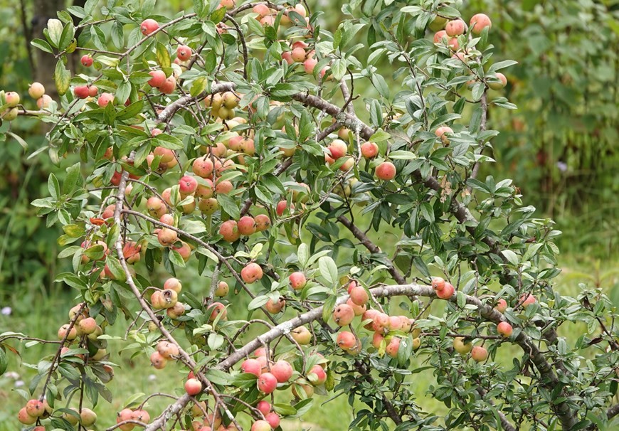 Mù Cang Chải (Yên Bái): Mùa thu hoạch sơn tra ở huyện vùng cao