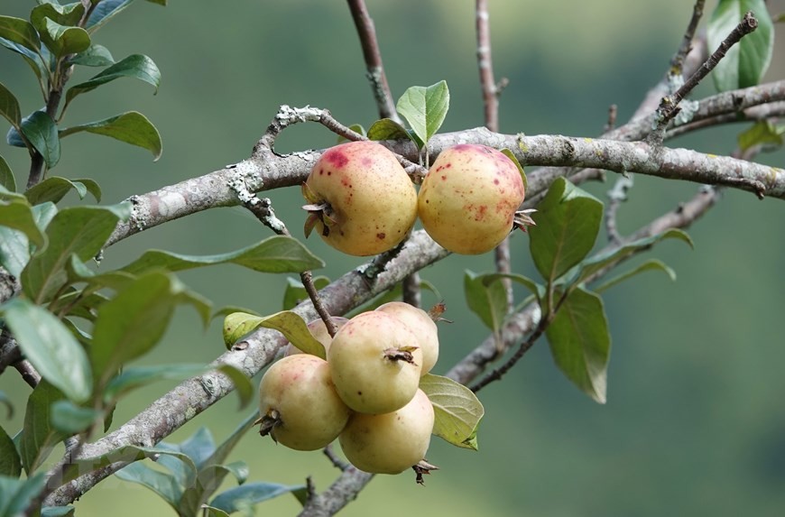 Mù Cang Chải (Yên Bái): Mùa thu hoạch sơn tra ở huyện vùng cao Mù Cang Chải (Yên Bái): Mùa thu hoạch sơn tra ở huyện vùng cao
