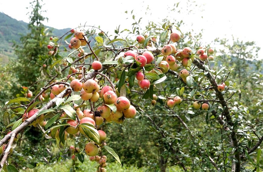 Mù Cang Chải (Yên Bái): Mùa thu hoạch sơn tra ở huyện vùng cao Mù Cang Chải (Yên Bái): Mùa thu hoạch sơn tra ở huyện vùng cao