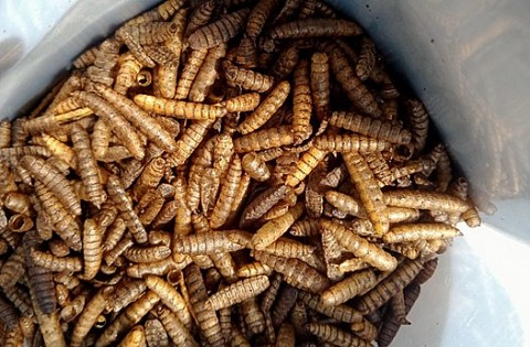 Hải Phòng: Mô hình "Lính ruồi đen"- Góp phần bảo vệ môi trường