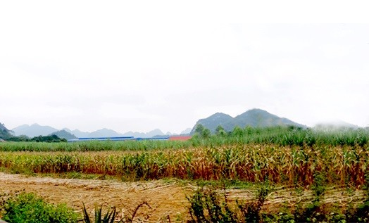 Ngày mới trên làng nghề đường phên Bó Tờ Ngày mới trên làng nghề đường phên Bó Tờ