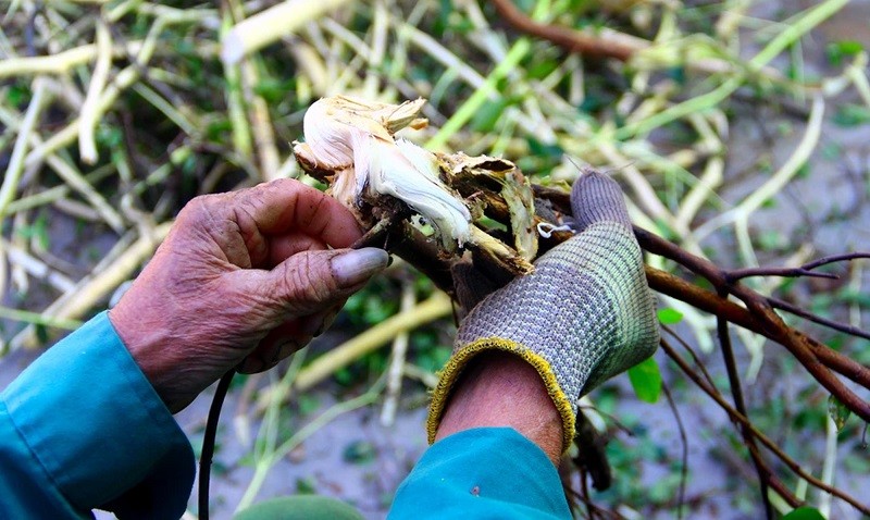 Việc bóc vỏ cây niệt vất vả, mủ bám đen tay, người dân phải đeo găngngười dân phải đeo găng để vừa đỡ bẩn, vừa có lực tách vỏ. để vừa đỡ bẩn, vừa có lực tách v Việc bóc vỏ cây niệt vất vả, mủ bám đen tay, người dân phải đeo găngngười dân phải đeo găng để vừa đỡ bẩn, vừa có lực tách vỏ. để vừa đỡ bẩn, vừa có lực tách v
