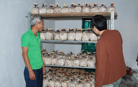 Chủ cơ sở giới thiệu về thử nghiệm mới, trồng nấm linh chi