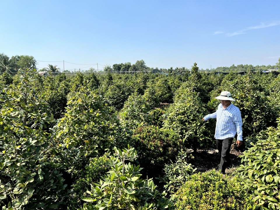 Trồng cây mai vàng giúp người dân Bình Lợi tăng thu nhập, nâng cao chất lượng đời sống Trồng cây mai vàng giúp người dân Bình Lợi tăng thu nhập, nâng cao chất lượng đời sống