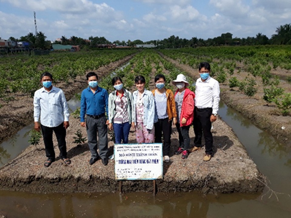 Năm 2019 – 2020, Trung tâm Khuyến nông TP. HCM từng triển khai mô hình “Trồng mai trên vùng đất phèn” với nhiều kết quả khả quanđất phèn” với nhiều kết quả khả qua Năm 2019 – 2020, Trung tâm Khuyến nông TP. HCM từng triển khai mô hình “Trồng mai trên vùng đất phèn” với nhiều kết quả khả quanđất phèn” với nhiều kết quả khả qua