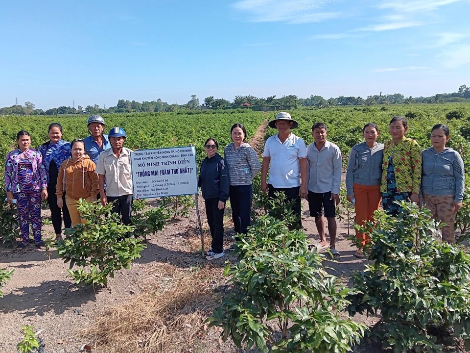 TP. Hồ Chí Minh: Trồng mai trên đất nhiễm phèn TP. Hồ Chí Minh: Trồng mai trên đất nhiễm phèn