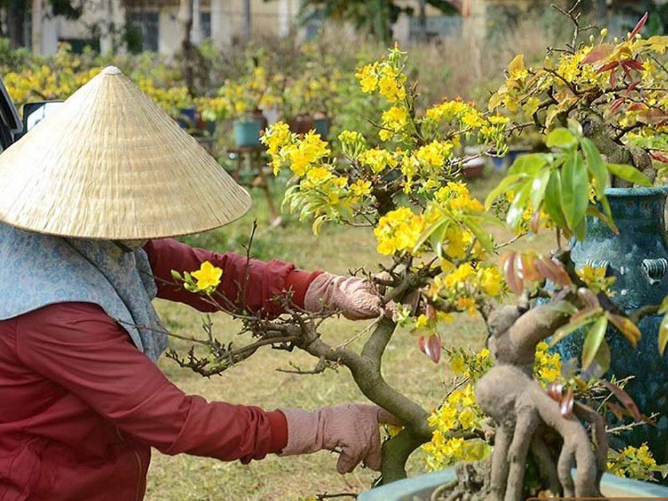 TP. Hồ Chí Minh: Trồng mai trên đất nhiễm phèn