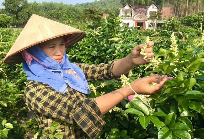 Người dân thu hái hoa sâm Nam núi Dành từ buổi sáng sớm ở thôn Đồng Sen. ở thôn Đồng S Người dân thu hái hoa sâm Nam núi Dành từ buổi sáng sớm ở thôn Đồng Sen. ở thôn Đồng S