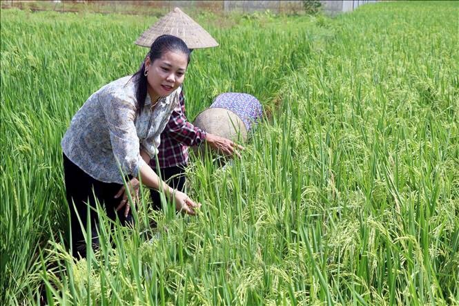 Nguyễn Thị Hà - Chủ nhiệm HTX Thuỵ Hương thăm lúa ruộng rươi Nguyễn Thị Hà - Chủ nhiệm HTX Thuỵ Hương thăm lúa ruộng rươi