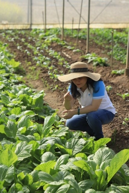Một khu cánh đồng lúa ruộng rươi và rau sạch hữu cơ của HTX Thuỵ Hương Một khu cánh đồng lúa ruộng rươi và rau sạch hữu cơ của HTX Thuỵ Hương