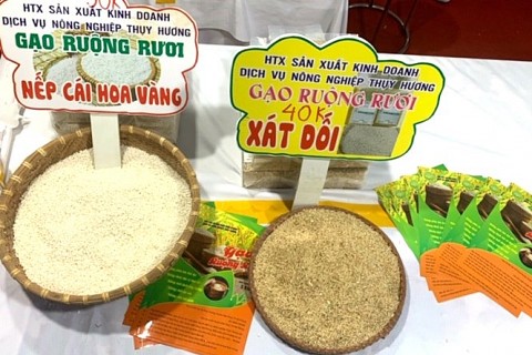 trong lua tren ruong ruoi o hai phong