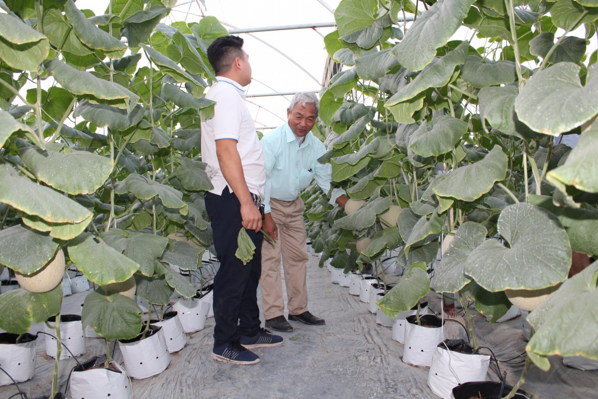 Mô hình dưa lưới Hải Dương  Mô hình dưa lưới Hải Dương