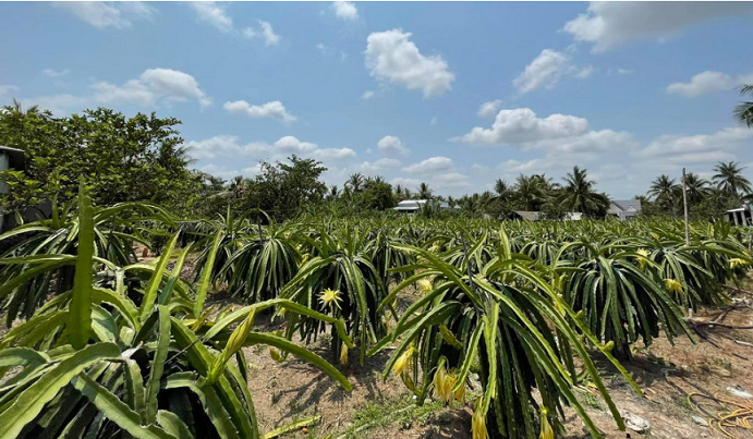 Trà Vinh: Xây dựng nhãn hiệu chứng nhận cho thanh long ruột đỏ Trà Vinh: Xây dựng nhãn hiệu chứng nhận cho thanh long ruột đỏ