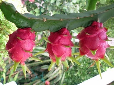tra vinh xay dung nhan hieu chung nhan cho thanh long ruot do