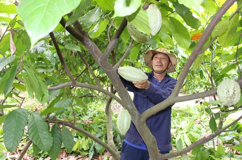 Đồng Nai: Nhiều chiến lược đột phá sớm đưa nông thôn mới về đích Đồng Nai: Nhiều chiến lược đột phá sớm đưa nông thôn mới về đích