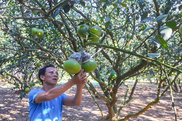 Đồng Nai: Nhiều chiến lược đột phá sớm đưa nông thôn mới về đích Đồng Nai: Nhiều chiến lược đột phá sớm đưa nông thôn mới về đích