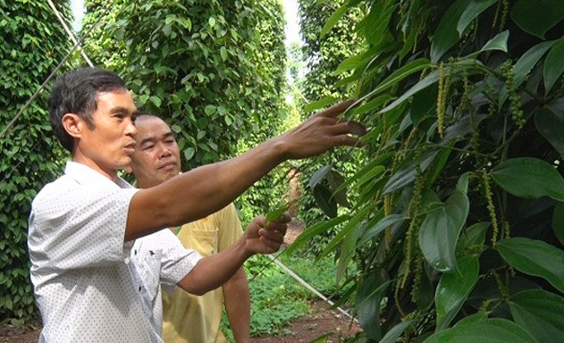 Đồng Nai: Nhiều chiến lược đột phá sớm đưa nông thôn mới về đích Đồng Nai: Nhiều chiến lược đột phá sớm đưa nông thôn mới về đích