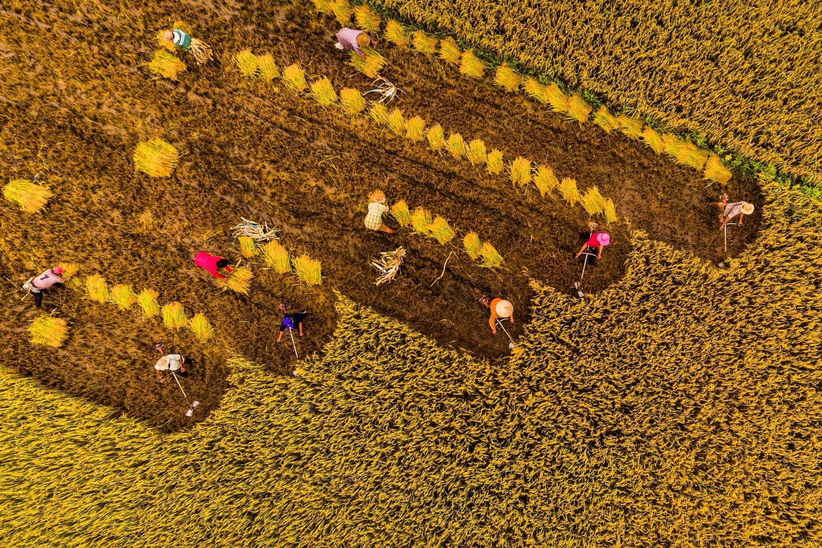 Đồng Nai: Nhiều chiến lược đột phá sớm đưa nông thôn mới về đích Đồng Nai: Nhiều chiến lược đột phá sớm đưa nông thôn mới về đích