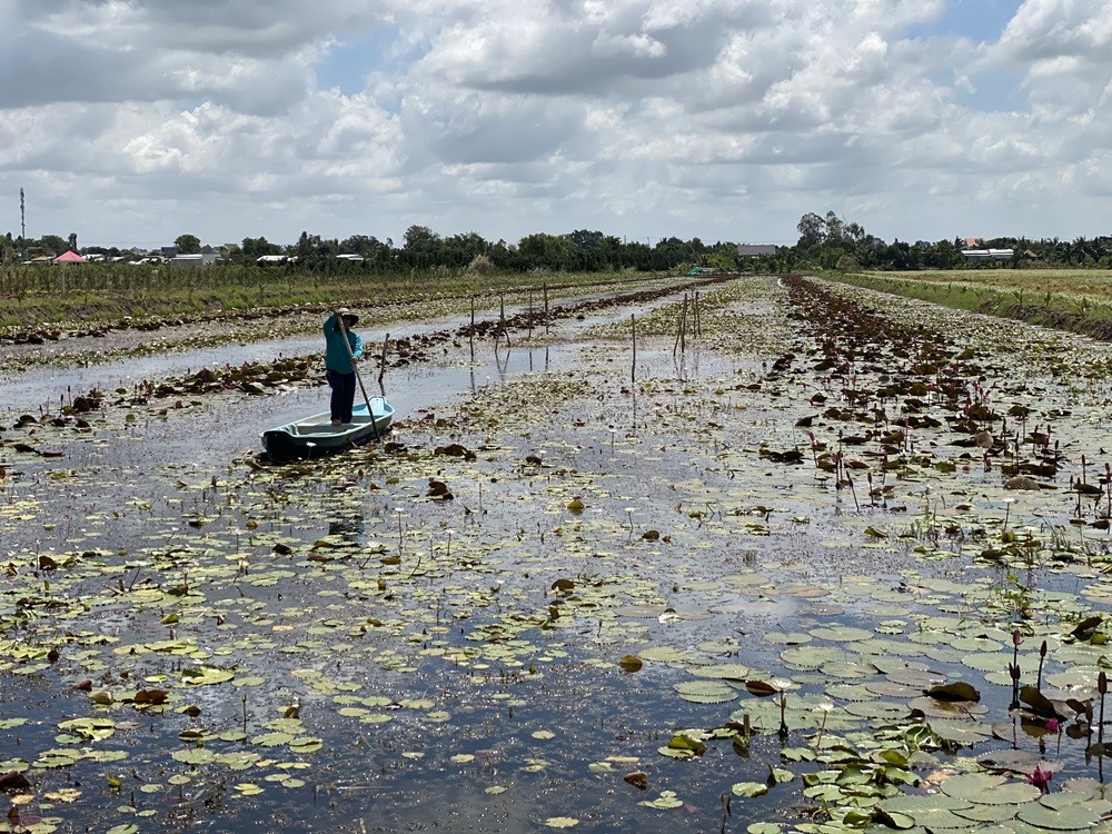 Mô hình nuôi Ốc bưu đen thương phẩm và Ốc giống trong ao nuôi kết hợp trồng bông súng đỏ của hộ ông Đặng Văn Dân tại ấp 4, xã Trường Xuân
