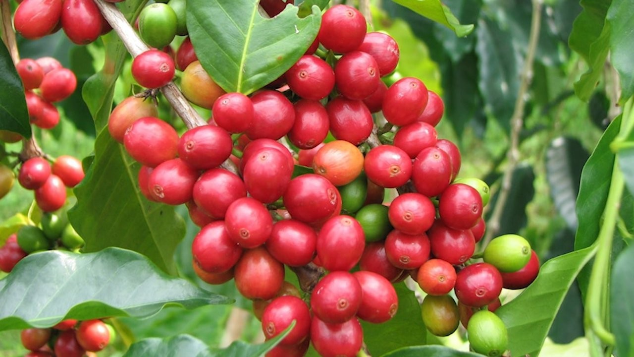 Khai thác tối đa tiềm năng xây dựng nông thôn mới Sơn La phát triển nhanh, xanh và bền vững