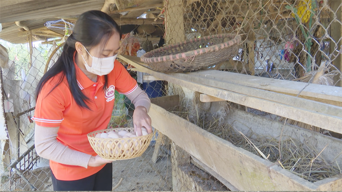 Chăn nuôi gà sạch ở Tân Hương, mô hình cần được nhân rộng!