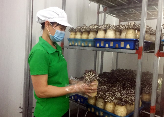 Vĩnh Phúc: Huyện Bình Xuyên chú trọng phát triển sản phẩm OCOP từ thế mạnh địa phương Vĩnh Phúc: Huyện Bình Xuyên chú trọng phát triển sản phẩm OCOP từ thế mạnh địa phương