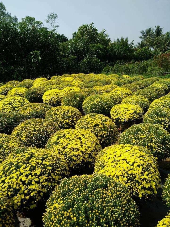 Hối hả cho mùa hoa Tết bội thu