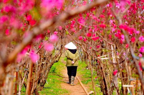 don cho le hoi hoa dao quat canh va san pham ocop cac vung mien xuan giap thin 2024