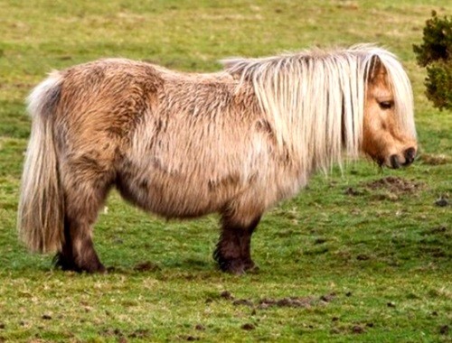 Ngựa lùn được nuôi tại trang trại Vườn chim Việt