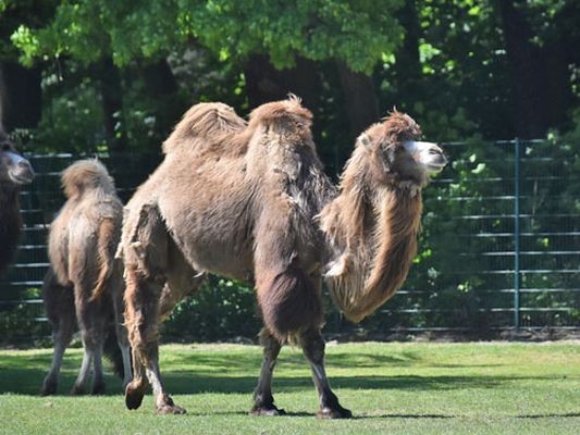 Lạc đà sa mạc được nuôi tại Vườn chim Việt, xã Đông Mỹ