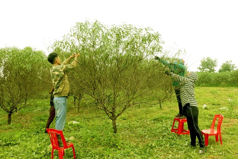 Nông dân ở “thủ phủ” đào phai Hà Tĩnh tất bật chăm sóc đào kịp nở hoa đón Tết