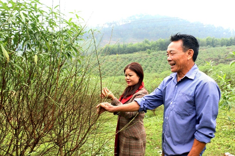 Bà Nguyễn Thị Hoa, Chủ tịch Hội Nông dân xã Lưu Vĩnh Sơn và ông Trần Văn Trình, Hội trưởng Chi hội nông dân thôn Kim Sơn thăm vườn đào. Bà Nguyễn Thị Hoa, Chủ tịch Hội Nông dân xã Lưu Vĩnh Sơn và ông Trần Văn Trình, Hội trưởng Chi hội nông dân thôn Kim Sơn thăm vườn đào.