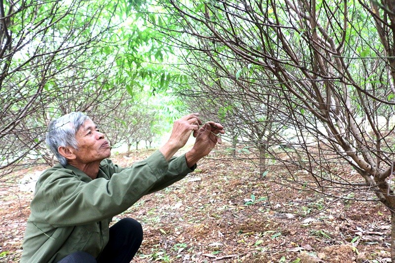 Ông Trần Văn Tới hy vọng năm nay thời tiết thuận lợi để đào nở đúng dự kiến. Ông Trần Văn Tới hy vọng năm nay thời tiết thuận lợi để đào nở đúng dự kiến.