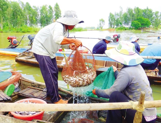 Cá bống sông Trà Cá bống sông Trà