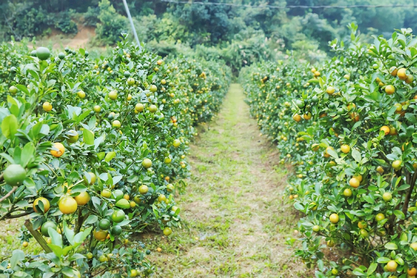 Giai đoạn cho cây đậu quả đẹp nhất là vào tháng 7 âm lịch, bởi đậu quả thời điểm này sẽ giúp quả chín vào đúng dịp tết, từ đó mang về cho nhà vườn nguồn thu cao